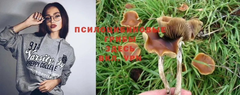 Псилоцибиновые грибы Psilocybine cubensis  Будённовск 